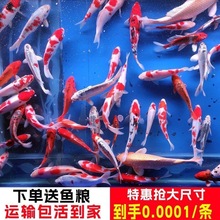观赏鱼纯种锦鲤活体冷水淡水红白三色大正锦鲤鱼黑白三段观赏鱼
