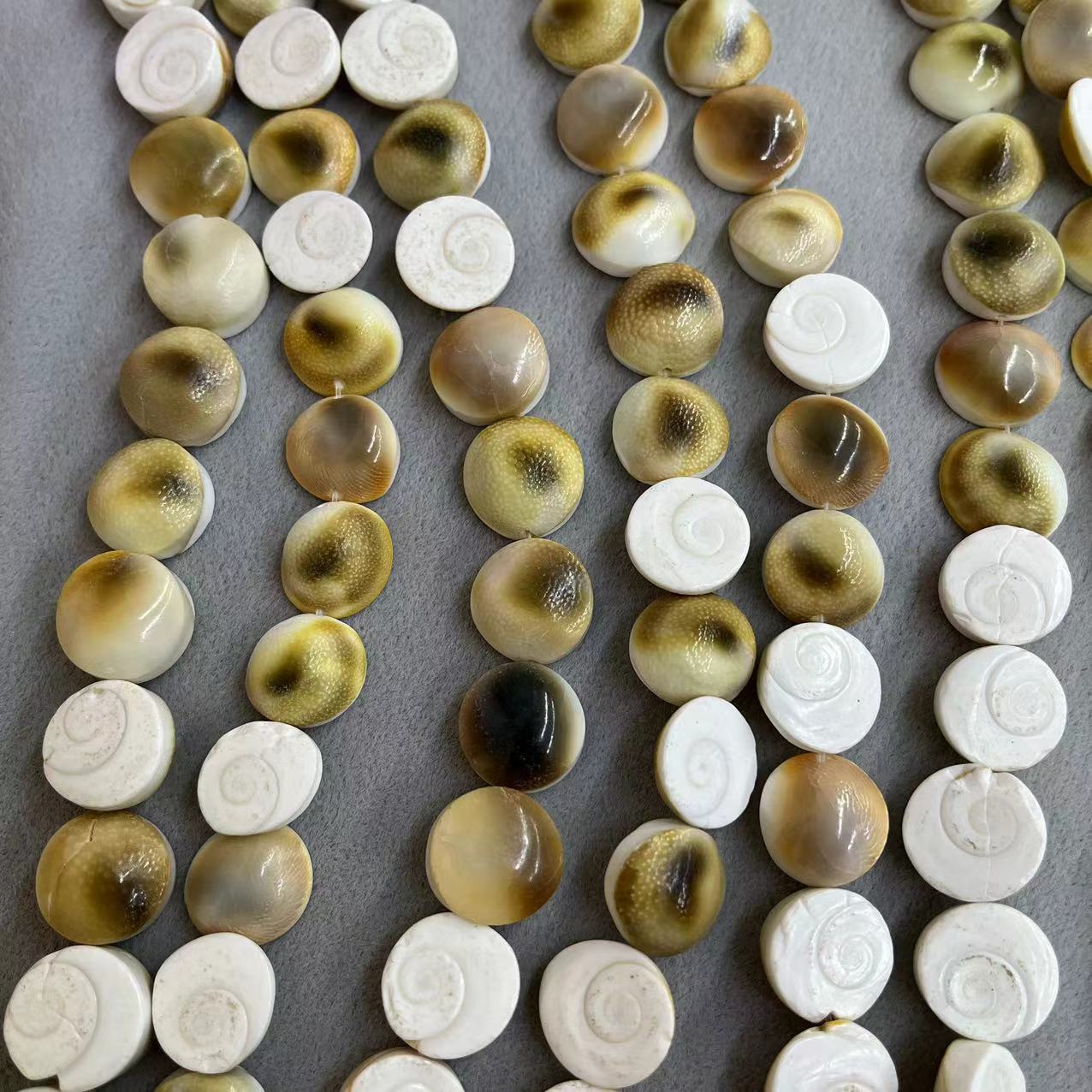 天然海水贝壳15mm扁圆太阳贝贝壳diy服饰配件项链手链配件批发