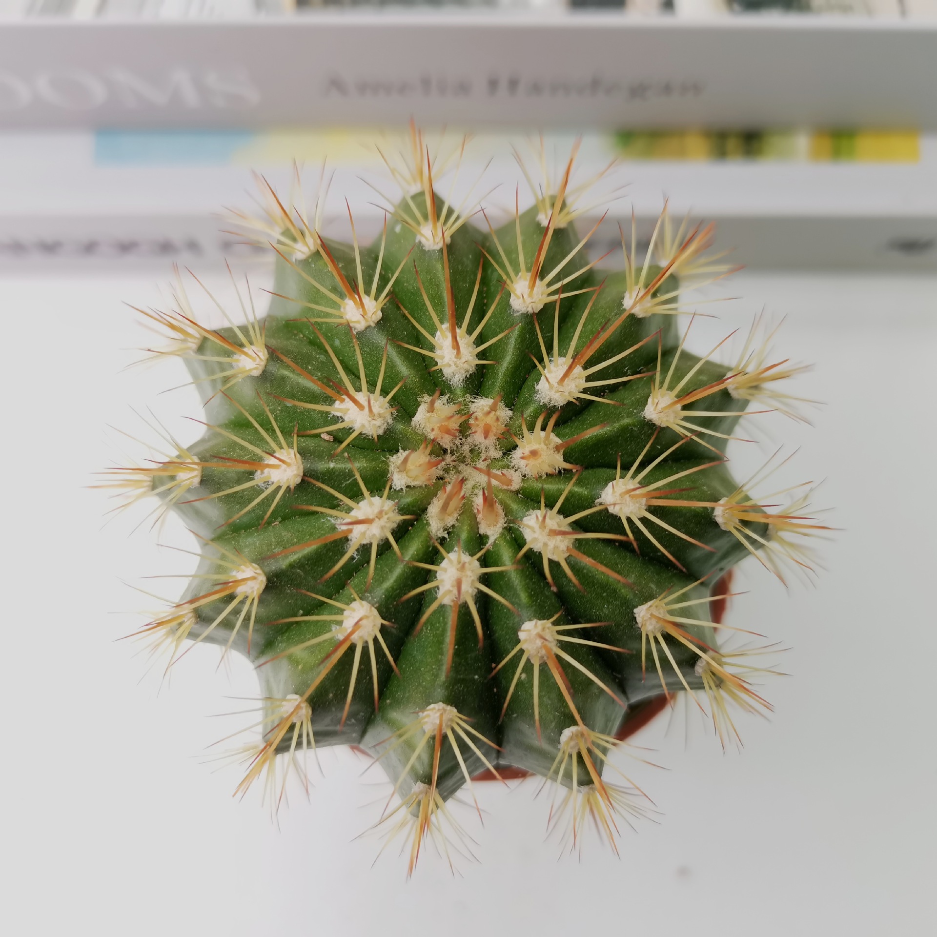 【基地直发】仙人球批发层云 黄金云 多肉植物 仙人掌仙人柱 批发