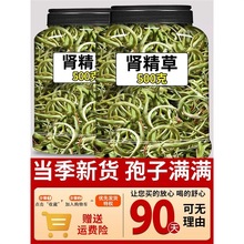 肾精茶黄金草嗷嗷叫化石草正品官方旗舰店男士熬夜滋补养生肾精草