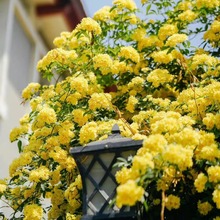 重瓣黄木香花苗爬藤植物庭院别墅花卉多花红蔷薇藤本浓香四季