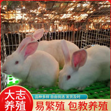 孕兔新西兰母兔市场价格活体新西兰幼兔买一组送一只新西兰兔回收