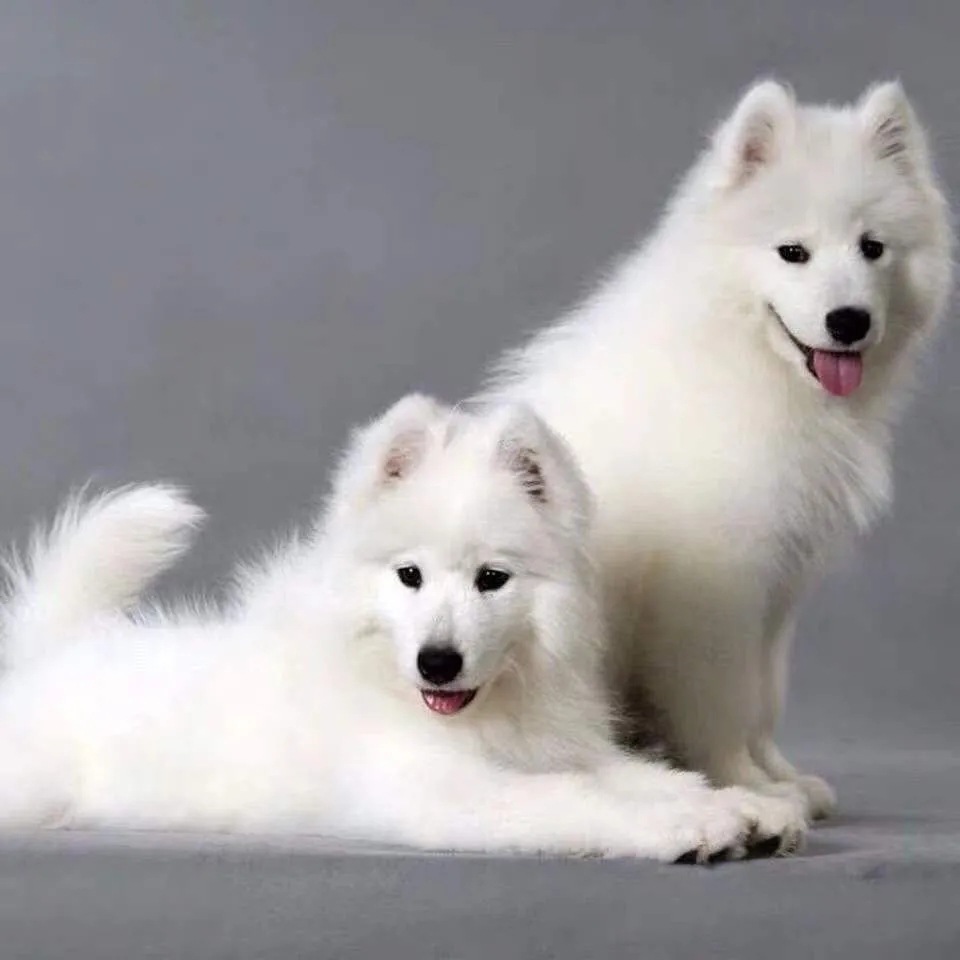 纯种萨摩耶幼犬活体微笑天使萨摩耶犬大型雪橇犬熊版萨摩宠物狗狗