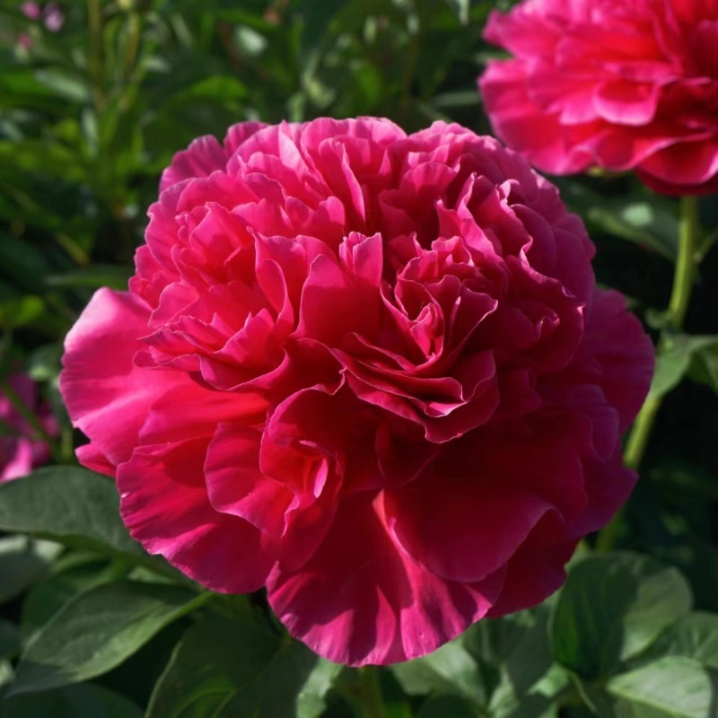 批发荷兰进口芍药苗红富士重瓣芍药花苗观赏盆栽芍药洛阳牡丹苗