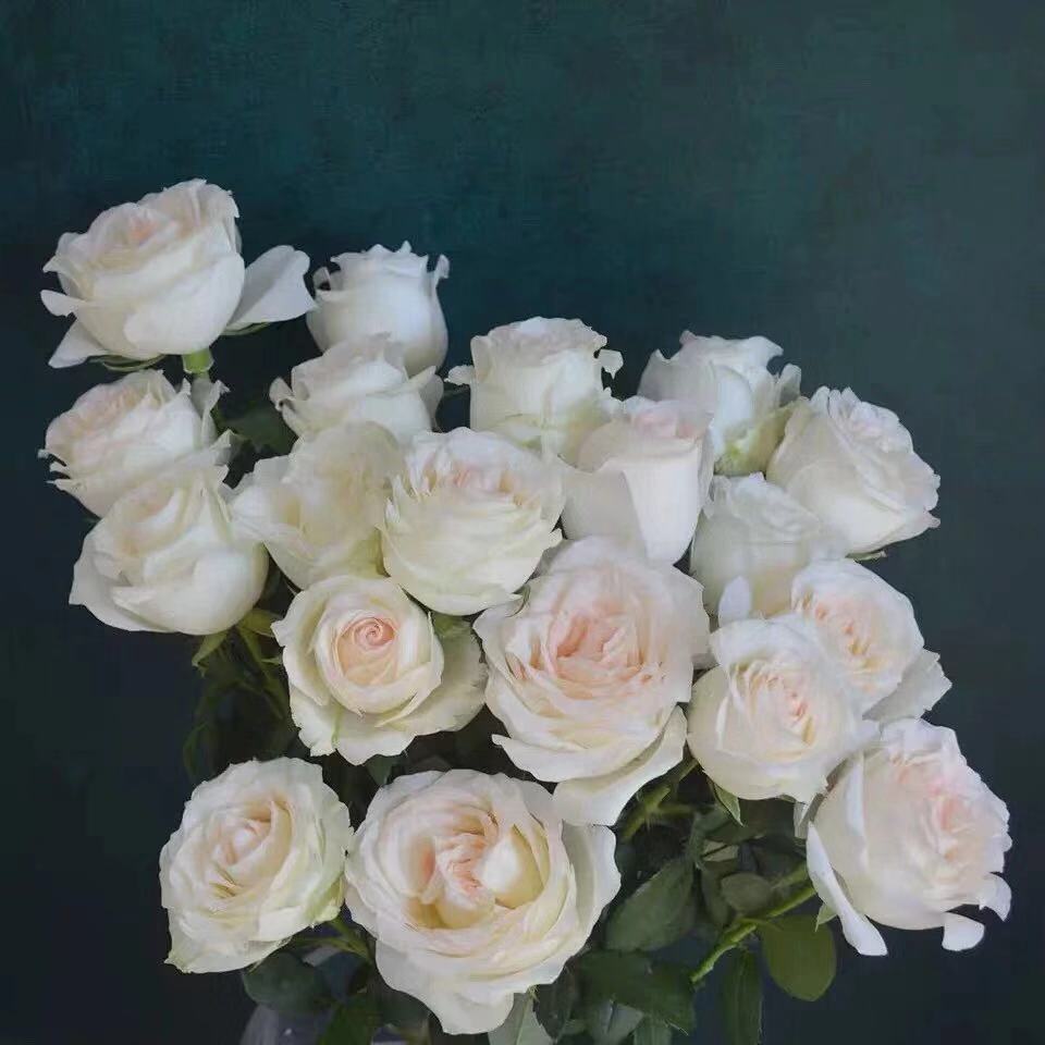 小白兔玫瑰鲜花鲜切花20枝包邮空运斗南鲜花白玫瑰七夕
