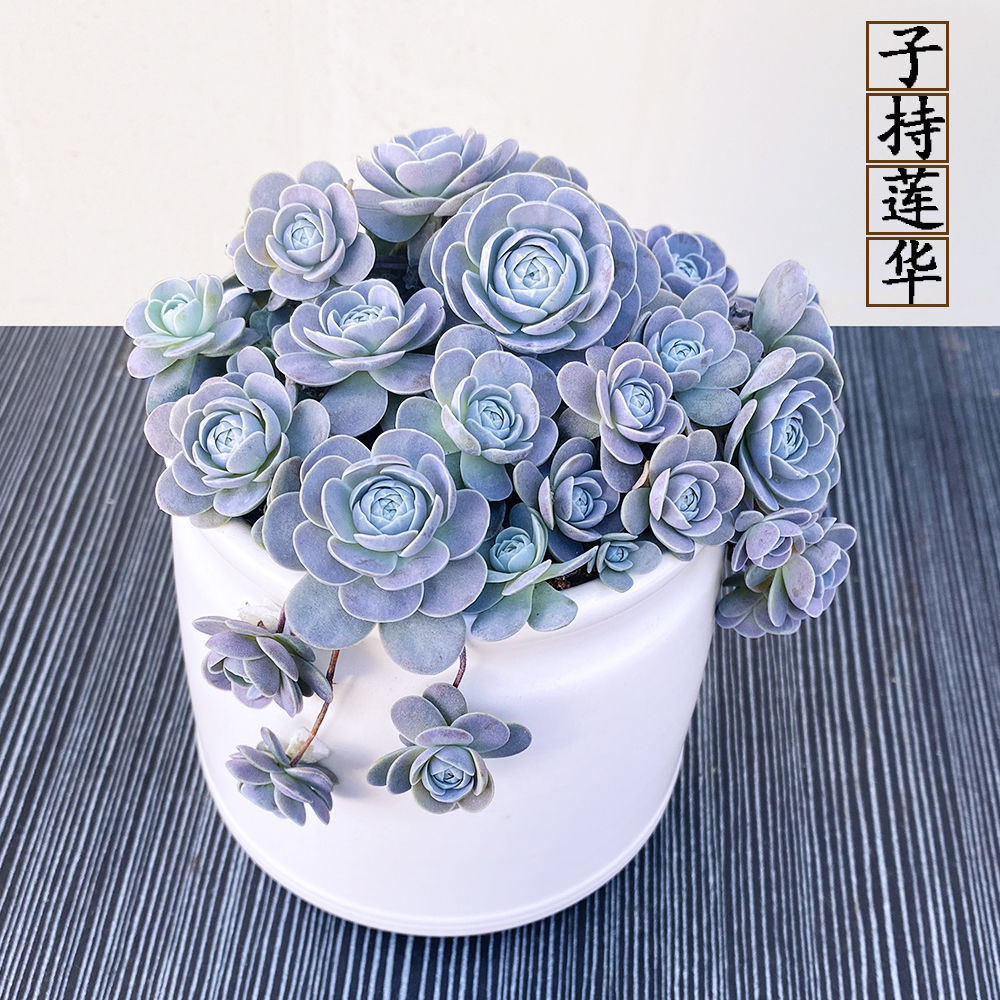 86成交47件相似批发多肉绿植 室内课桌面桃蛋萌肉小老桩多头 桃之卵