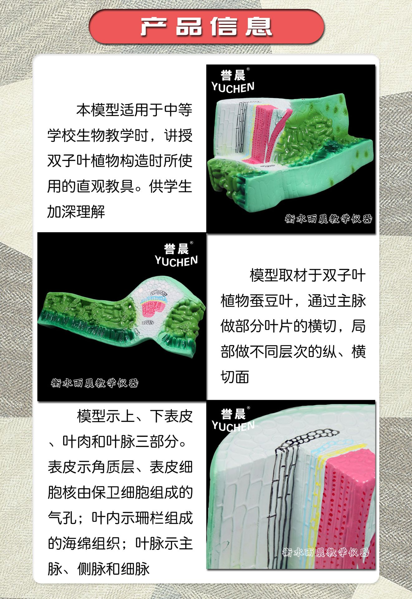 33006叶构造模型 中等学校讲授双子叶植物构造时直观教具实验教学