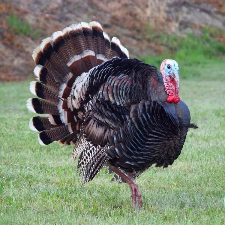 青铜火鸡养殖场出售成年大火鸡尼古拉火鸡下蛋种鸡火鸡苗价格活体