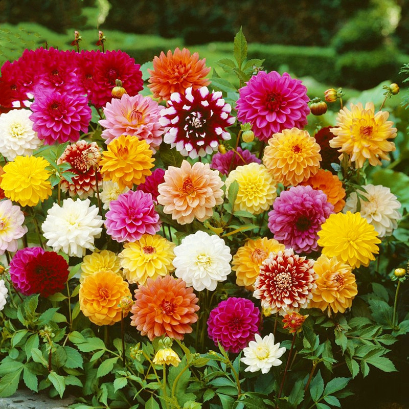 批发多年生地瓜花种球 重瓣大丽花种球 庭院四季种植球根盆栽花卉