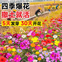 野花组合种子四季种植庭院阳台室外波斯菊路边绿化易活草花种籽子