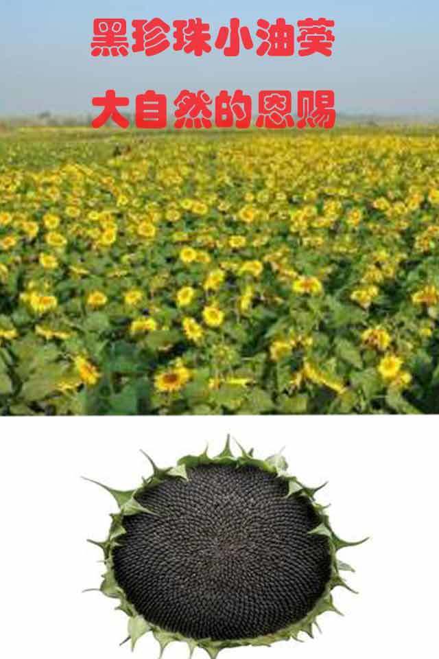 内蒙黑珍珠小瓜子2斤1斤批发生油葵瓜子五香椒盐小油葵花子奶油味