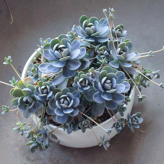 子持莲华垂吊多肉植物室内小盆栽肉肉老桩多头超大颗花卉迷你绿植