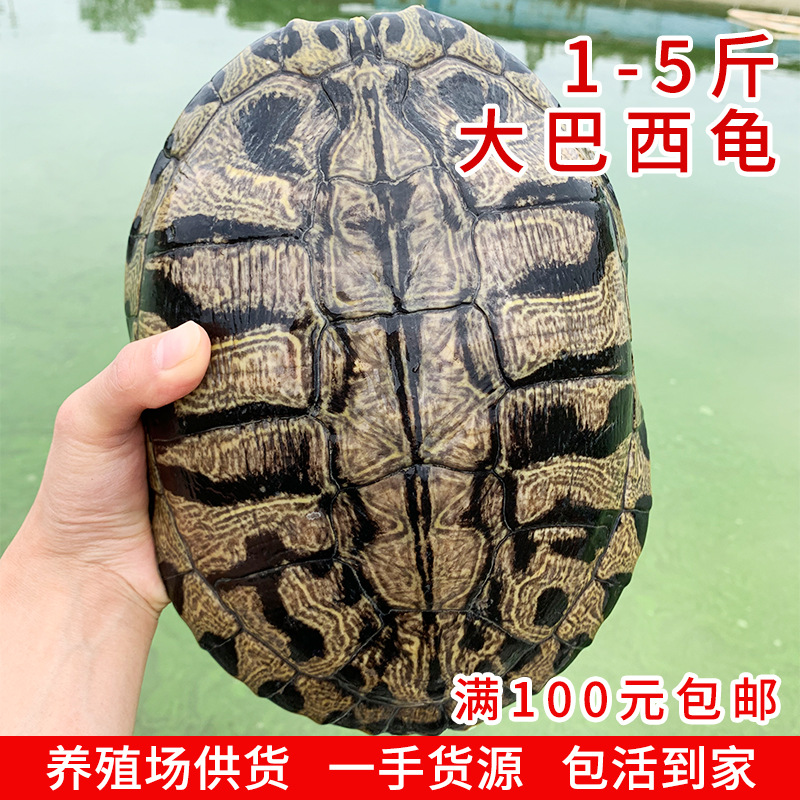 外塘商品龟大巴西龟种龟乌龟活体黄金巴西龟下蛋龟2-5斤乌龟批发