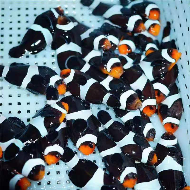 咸水鱼活物宠物活鱼人工小丑鱼黑背心热带观赏鱼公子活体海水鱼