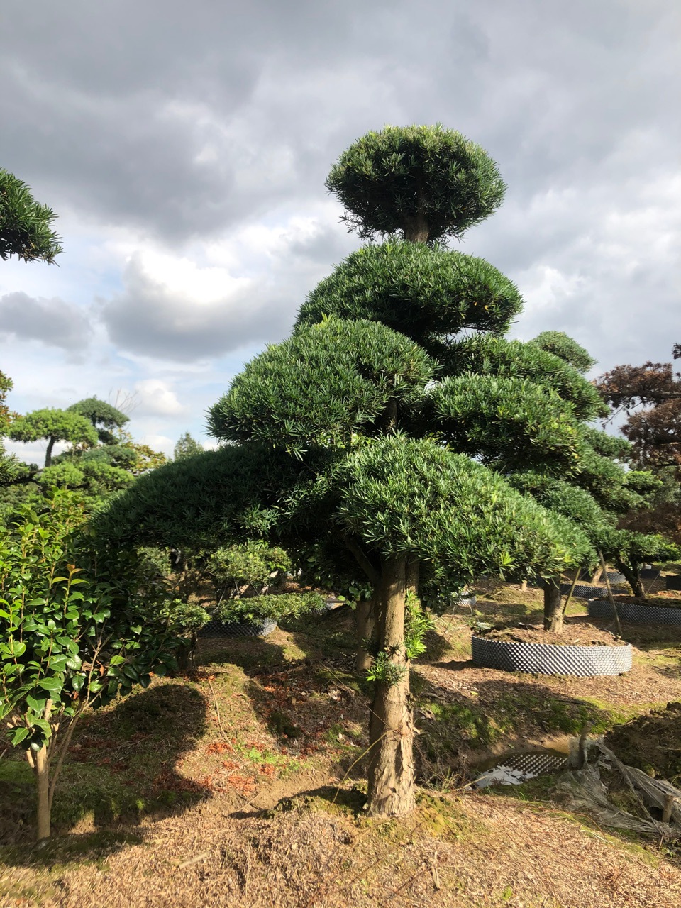 造型罗汉松庭院别墅风景树广场公司门面树特选精品苗木基地