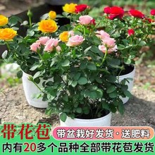 一件代发玫瑰花苗带花苞浓香花卉观花绿植物盆栽庭院阳台大花月季