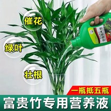 水培富贵竹营养液植物通用型水养水竹观音竹发财树转运竹生根