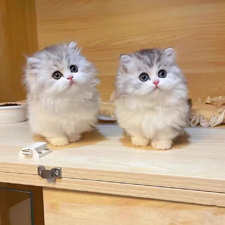 银白幼猫拿破仑活体金渐层矮脚猫折耳猫幼崽长毛高地宠物猫赛凯猫
