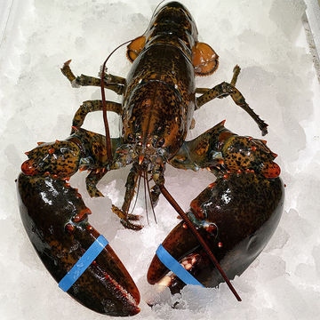 波士顿龙虾鲜活速冻海鲜水产冰鲜大波龙特大1-15斤一只无负担零食