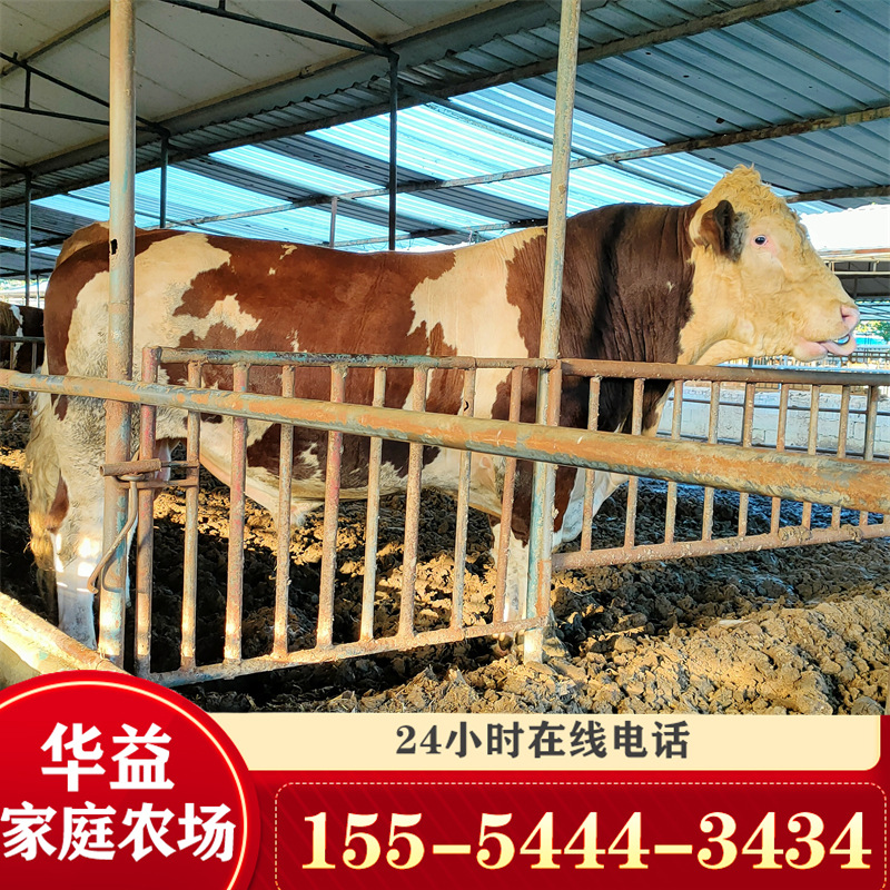 肉牛犊养殖场 鲁西黄牛苗 山西肉牛犊价格 改良鲁西黄牛牛苗出售