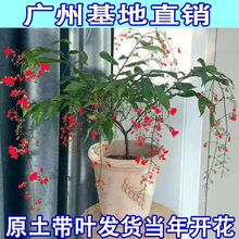 新款泰国垂丝茉莉花苗耐高温白蝴蝶垂吊盆栽苗四季种植节日花卉