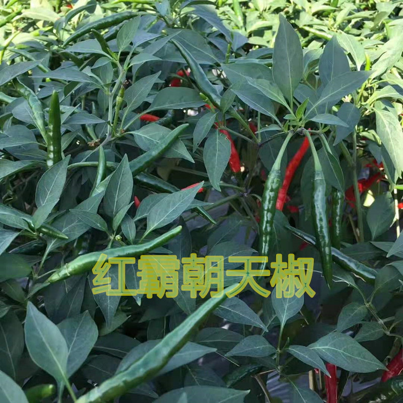 0(%)级别一级良种品种红霸朝天椒商品属