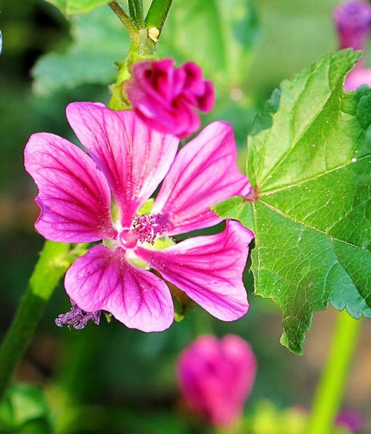 马络葵种子 花草植物 易种庭院室内阳台盆栽花卉种子
