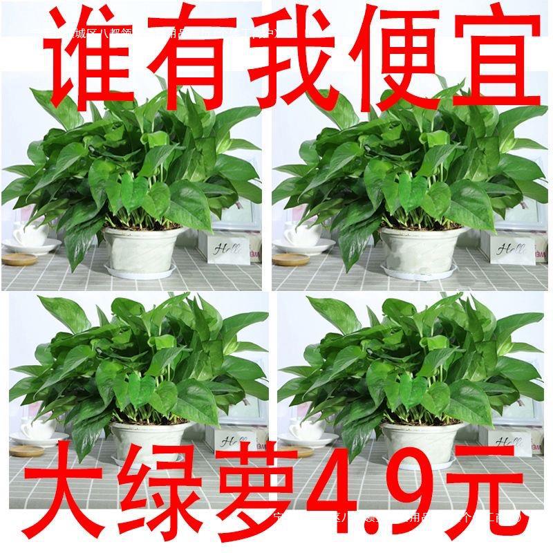 绿萝盆栽室内绿植花卉盆景四季常绿绿箩长藤大叶苗吸甲醛植物盆景