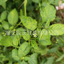 1公斤批发散装干品龙葵茎叶龙葵棵苦葵、老鸦眼睛草、天茄子切段