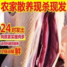 鹅整只10斤大鹅新鲜鹅肉大白鹅超大散养大鹅老鹅雁鹅瘦肉多送料包