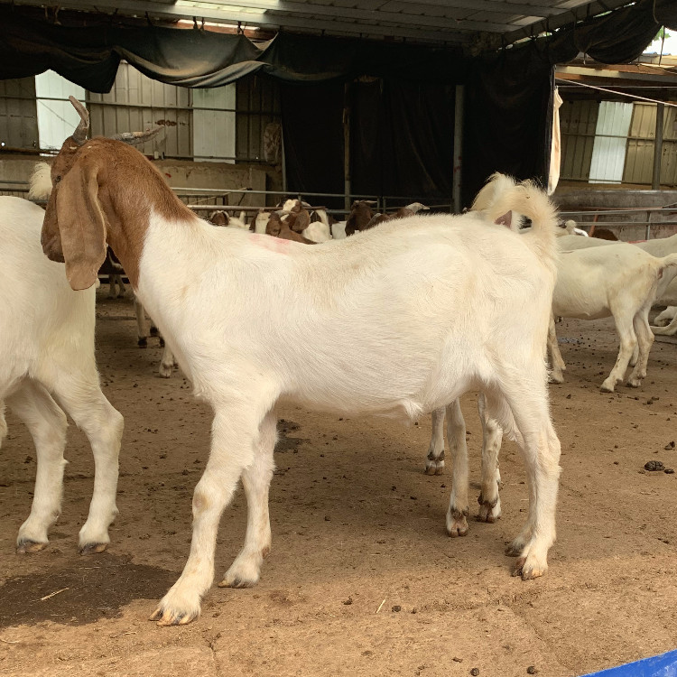 养殖场出售波尔山羊羊羔波尔山羊小羊波尔山羊种公羊包成活-阿里巴巴