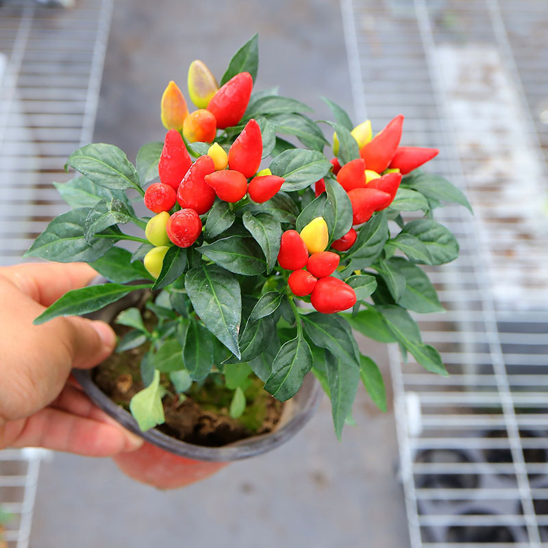 伴兮 五彩椒盆栽带果可食用多色七彩辣椒朝天椒植物阳台庭院绿植