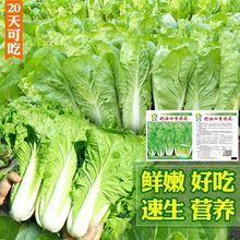 奶油快菜种子四季速生奶油小白菜菜籽高产耐热快白菜蔬