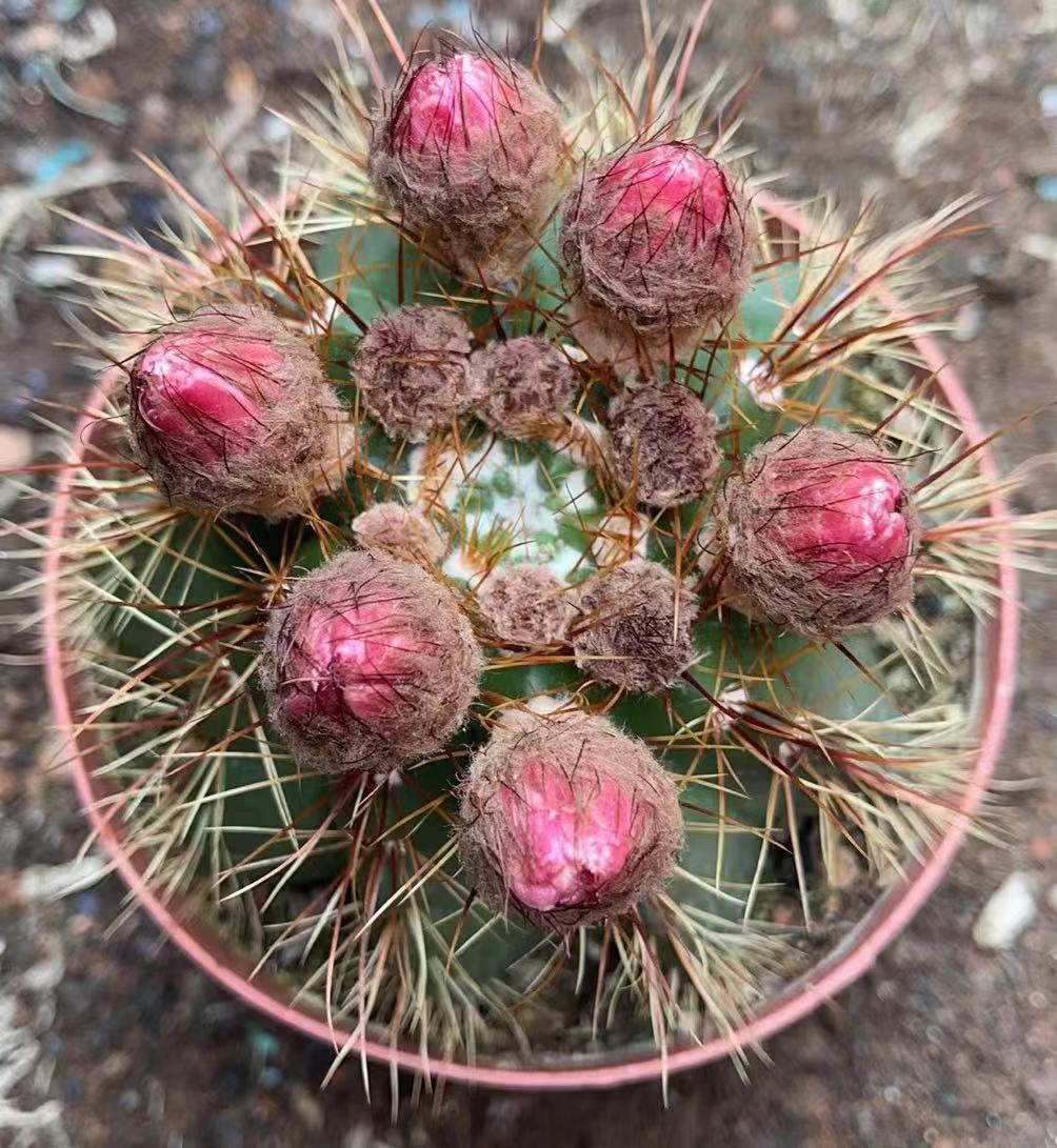 实生橙花青王开花仙人球室内绿植基地批发