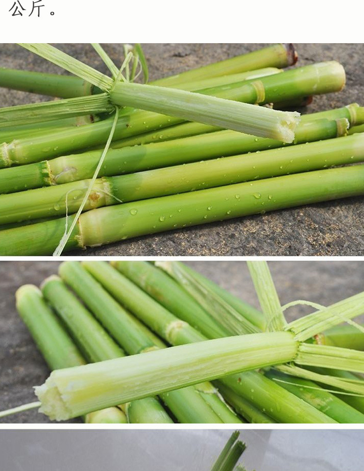 高糖甜杆小甘蔗种子 农田菜园早熟春夏播茎秆甜脆多汁甜高粱籽