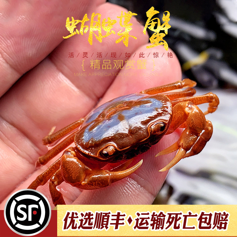 蝴蝶蟹原生宠物蟹小观赏蟹可完全深水养水陆蟹相手辣