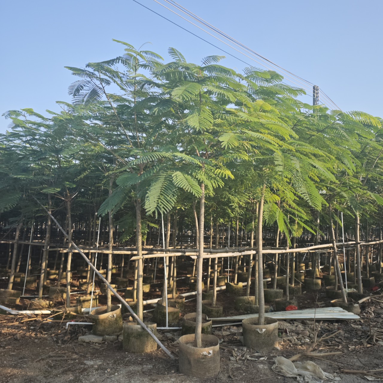 2412苗圃供应 绿化行道树 乡村绿化乔木 红花楹 凤凰木5-8cm袋苗