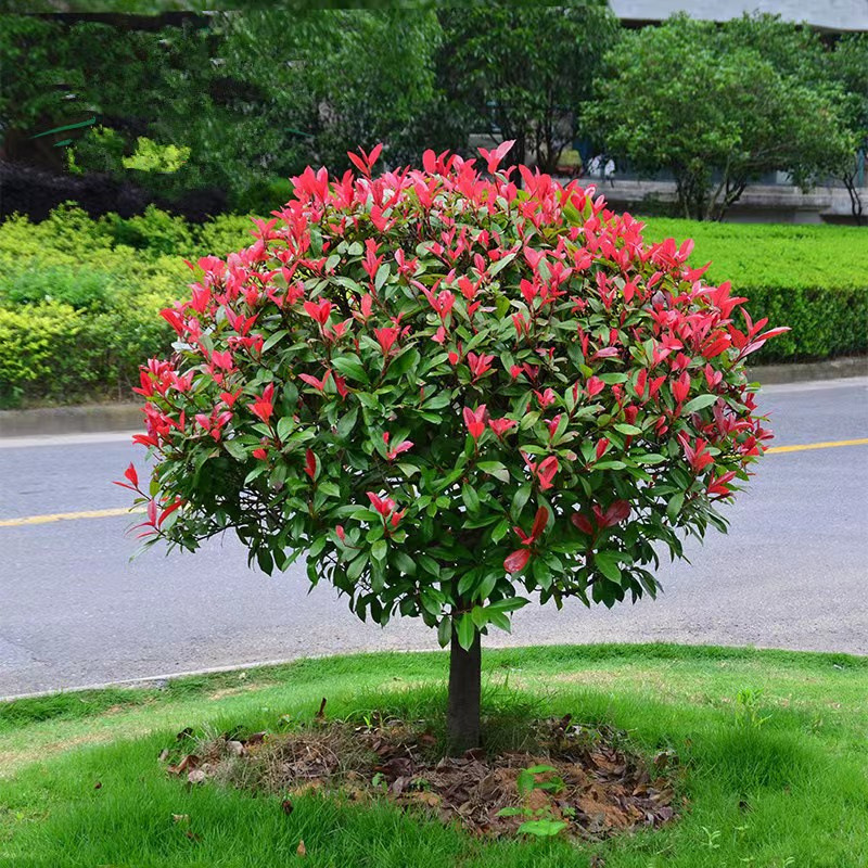 红叶石楠球树苗高杆大树球形小苗庭院园林绿化苗工程室外常青植物