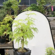 青龙羽毛枫日本枫树耐寒耐旱庭院阳台盆栽苗观叶多色植物