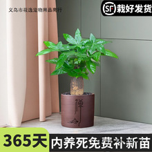 发财树盆栽室内客厅办公室桌面绿植小盆景四季常青花卉易活植物