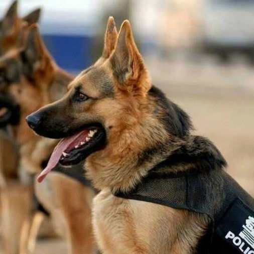 德牧犬幼犬纯种德牧大小狼狗黑背犬德国牧羊犬警犬大型犬宠物狗