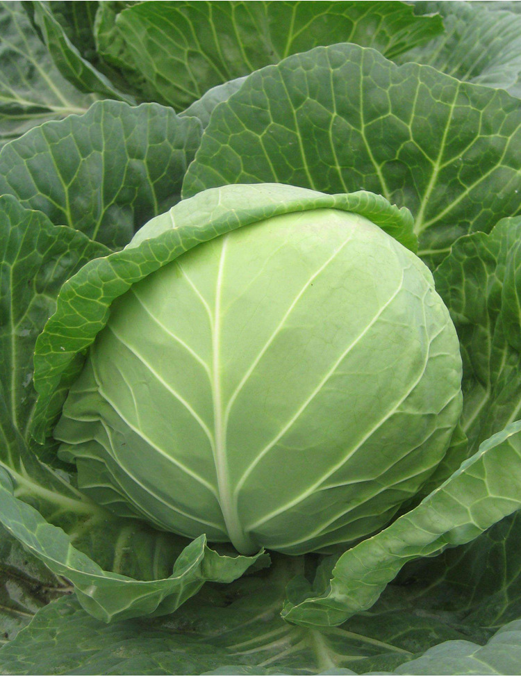 早熟耐寒扁甘蓝种籽包菜卷心菜大头菜种子四季春秋季庭院蔬菜种孑