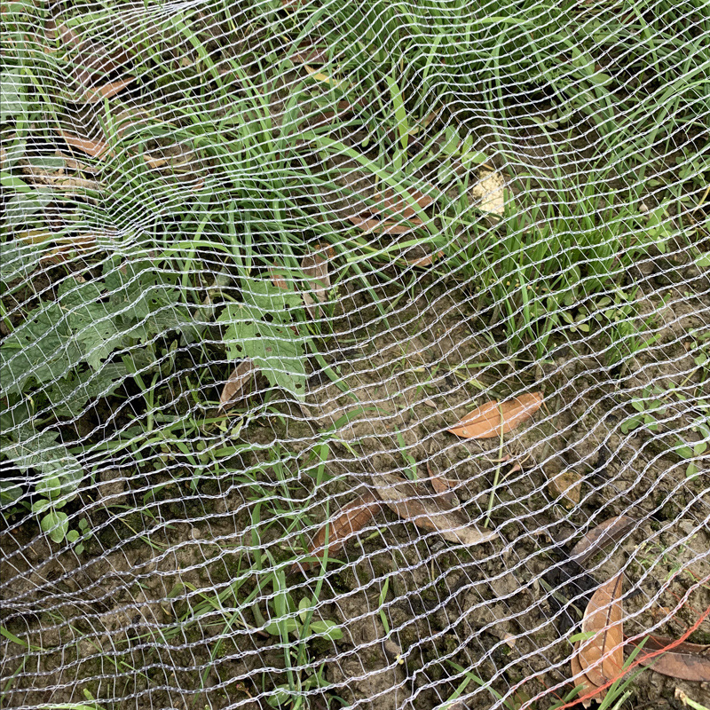 供跨境防鸟网驱鸟网果园网家禽养殖网家庭园艺透明白色樱桃果树网