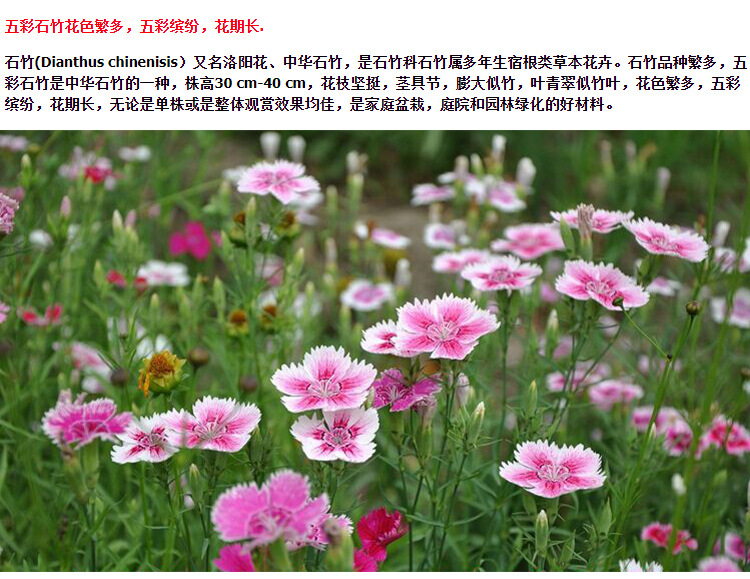 五彩石竹种子四季花种易活混色欧石竹庭院美国石竹草花种籽子花籽