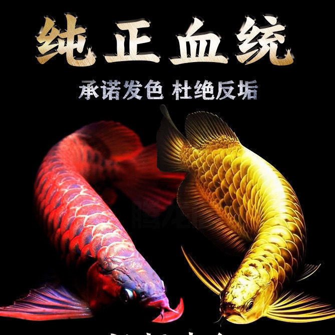 印尼红龙鱼苗金龙鱼苗银龙鱼苗随机发货热带鱼观赏鱼活体活鱼