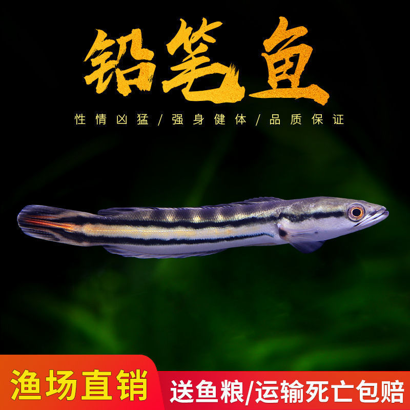 热带鱼大型鱼