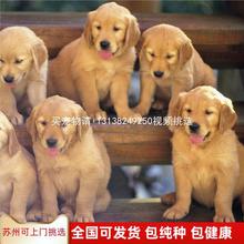 纯种金毛犬幼犬活体狗狗导盲犬金毛巡回猎犬家养大头幼犬金毛血统