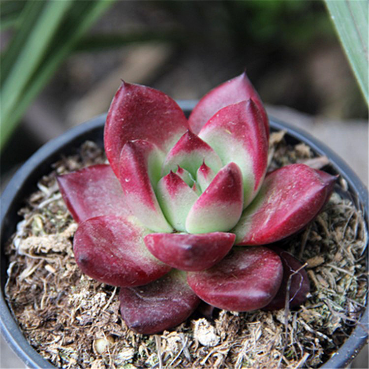 罗卡多肉 罗宾杂野卡多肉 精品多肉 乌木系新品杂交