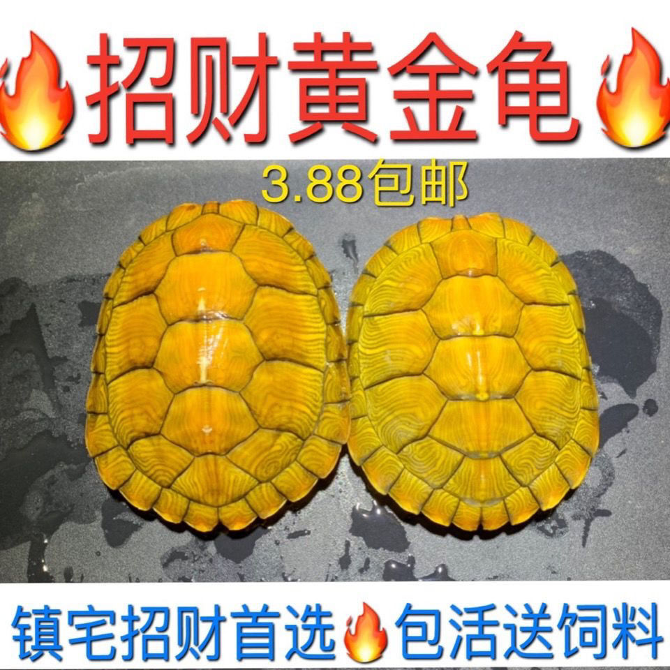 活体乌龟黄金龟中华草龟金线草龟北美鳄龟杂佛龟墨龟招财龟镇宅龟