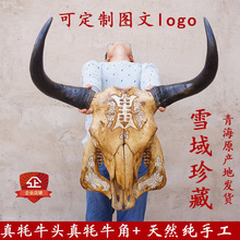 动物头骨标本牛头骨标本挂饰模型墙挂摆件羊头挂件美术人体
